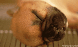 GIF animado (10541) Cachorro bulldog frances