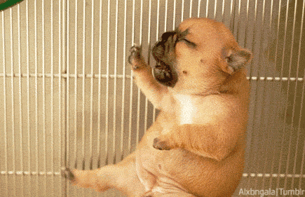 GIF animado (10542) Cachorro bulldog frances