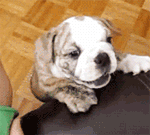 GIF animado (10495) Cachorro bulldog ingles