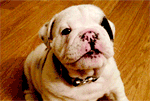GIF animado (10496) Cachorro bulldog ladrando