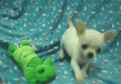 GIF animado (10647) Cachorro chihuahua