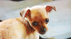 GIF animado (10649) Cachorro chihuahua bonito