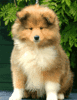 GIF animado (10689) Cachorro collie