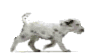 GIF animado (10565) Cachorro dalmata