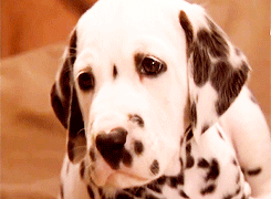 GIF animado (10725) Cachorro dalmata