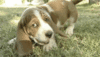 GIF animado (10448) Cachorro de basset hound jugueton