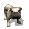 GIF animado (10497) Cachorro de bulldog