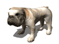 GIF animado (10498) Cachorro de bulldog