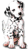 GIF animado (10727) Cachorro de dalmata