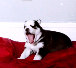 GIF animado (10857) Cachorro de husky