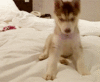 GIF animado (10859) Cachorro de husky