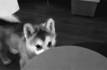 GIF animado (10861) Cachorro de husky