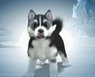 GIF animado (10862) Cachorro de husky
