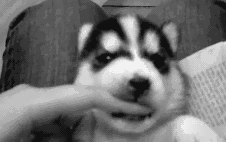 GIF animado (10864) Cachorro de husky siberiano