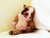 GIF animado (10569) Cachorro dormido