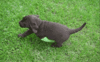 GIF animado (10965) Cachorro escayolado