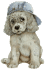 GIF animado (10572) Cachorro gorra