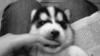 GIF animado (10573) Cachorro husky