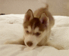 GIF animado (10574) Cachorro husky