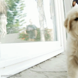 GIF animado (10580) Cachorro labrador retriever