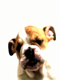 GIF animado (10581) Cachorro lamiendo la pantalla
