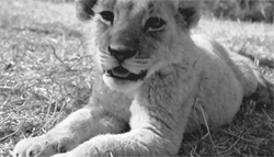 GIF animado (9508) Cachorro leon