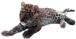 GIF animado (9564) Cachorro leopardo