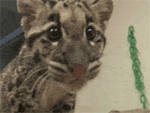 GIF animado (9565) Cachorro leopardo bonito