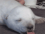 GIF animado (10374) Cachorro oso blanco