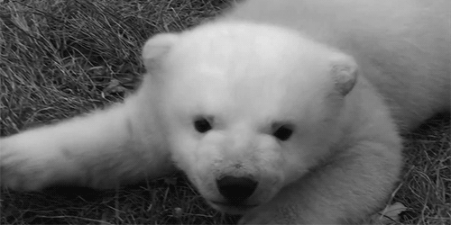 GIF animado (10375) Cachorro oso polar