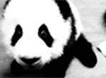 GIF animado (10288) Cachorro panda