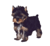 GIF animado (10598) Cachorro yorkshire