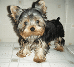 GIF animado (10599) Cachorro yorkshire terrier