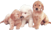 GIF animado (10601) Cachorros