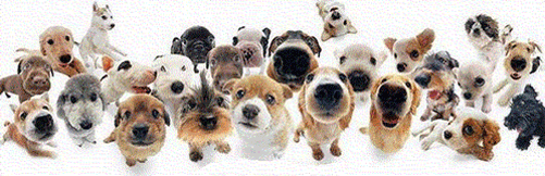 GIF animado (10603) Cachorros