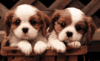 GIF animado (10605) Cachorros