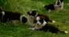 GIF animado (10606) Cachorros