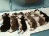 GIF animado (10608) Cachorros
