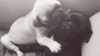 GIF animado (10611) Cachorros beso