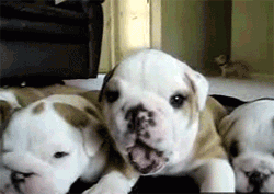 GIF animado (10500) Cachorros bulldog