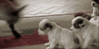 GIF animado (10612) Cachorros cabrita