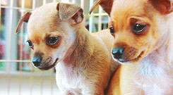 GIF animado (10650) Cachorros chihuahua