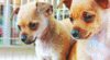 GIF animado (10650) Cachorros chihuahua