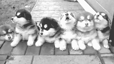 GIF animado (10867) Cachorros de husky