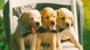 GIF animado (10614) Cachorros labrador