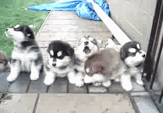 GIF animado (10615) Cachorros ladrando