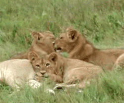 GIF animado (9509) Cachorros leon