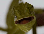 GIF animado (11179) Camaleon pequeno