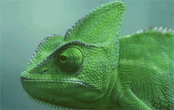 GIF animado (11181) Camaleon verde