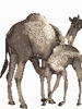GIF animado (8876) Camello y bebe camello